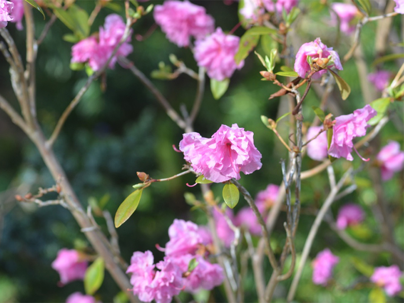 Rhododendron-mucronulatum-Westons-Pink-Diamond flw.jpg
